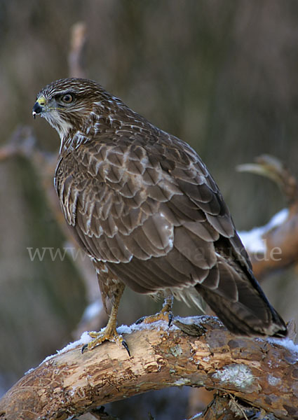 Mäusebussard (Buteo buteo)