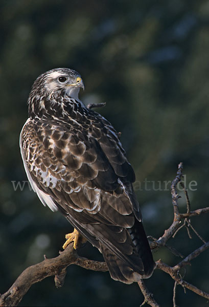 Mäusebussard (Buteo buteo)