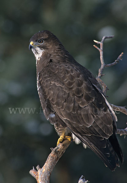 Mäusebussard (Buteo buteo)