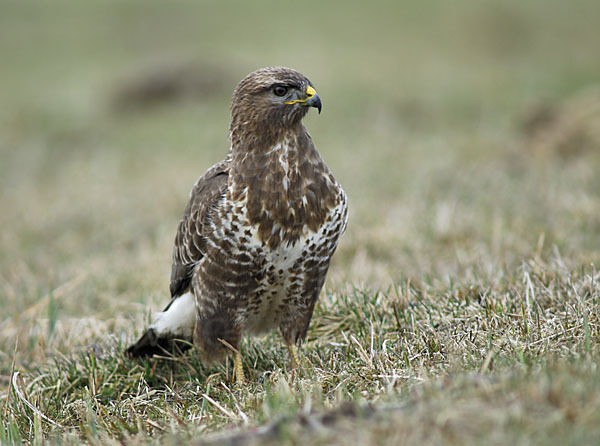 Mäusebussard (Buteo buteo)