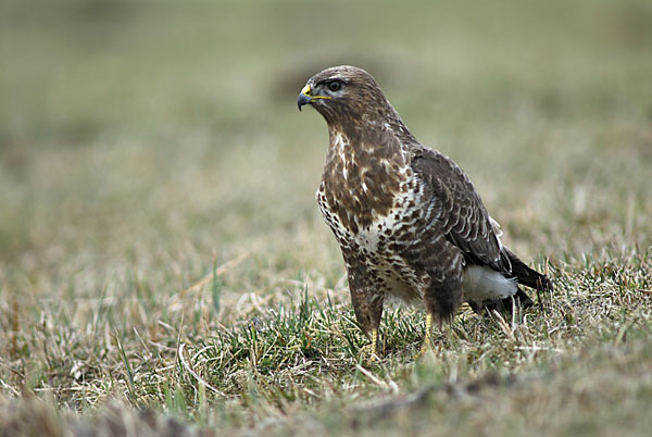 Mäusebussard (Buteo buteo)