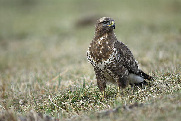 Mäusebussard (Buteo buteo)