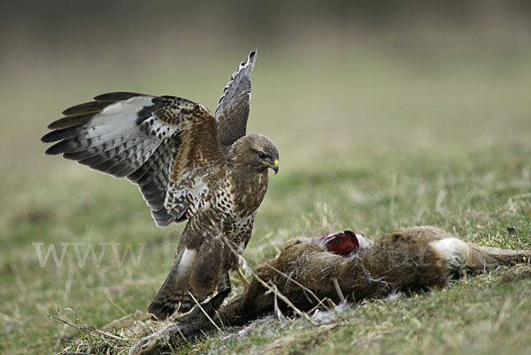 Mäusebussard (Buteo buteo)