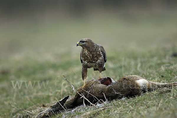 Mäusebussard (Buteo buteo)