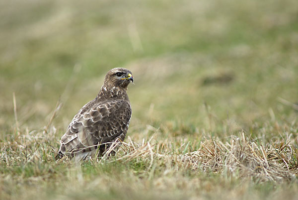 Mäusebussard (Buteo buteo)