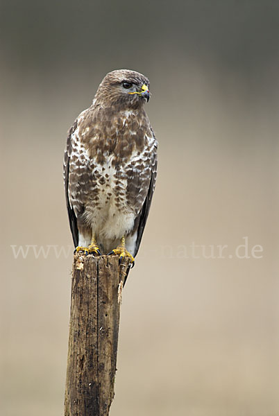 Mäusebussard (Buteo buteo)