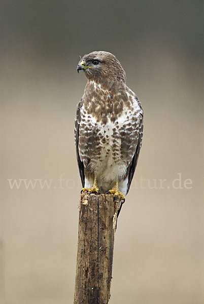 Mäusebussard (Buteo buteo)