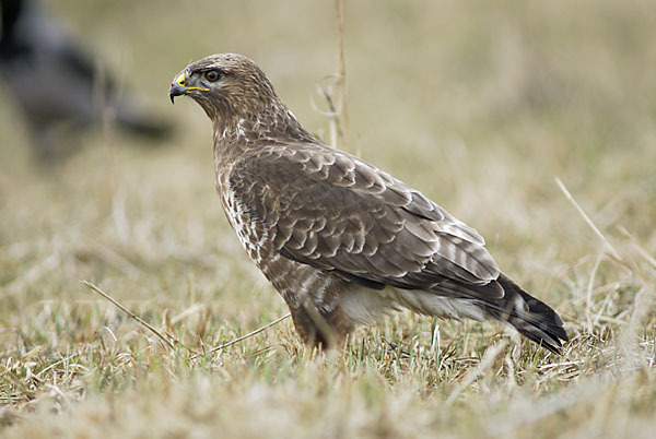 Mäusebussard (Buteo buteo)