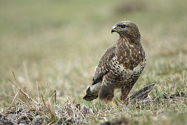 Mäusebussard (Buteo buteo)