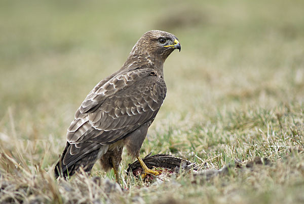 Mäusebussard (Buteo buteo)