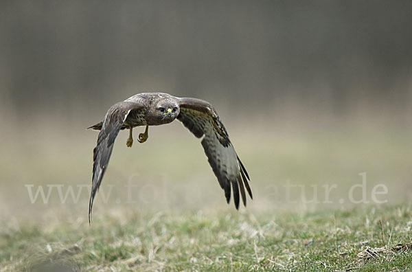 Mäusebussard (Buteo buteo)