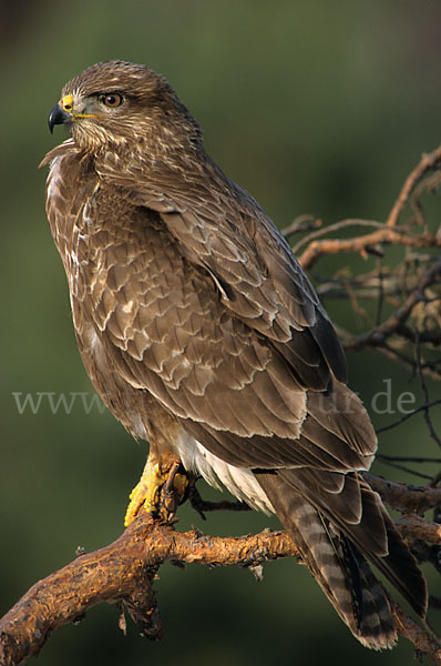 Mäusebussard (Buteo buteo)