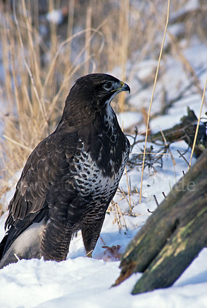 Mäusebussard (Buteo buteo)