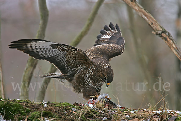 Mäusebussard (Buteo buteo)