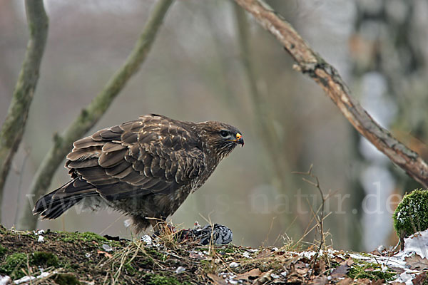 Mäusebussard (Buteo buteo)