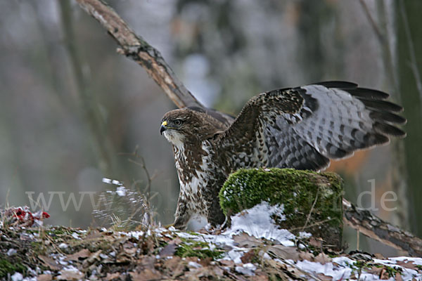 Mäusebussard (Buteo buteo)