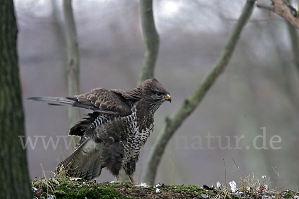 Mäusebussard (Buteo buteo)