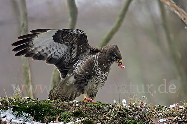 Mäusebussard (Buteo buteo)