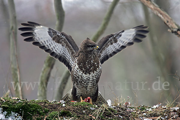 Mäusebussard (Buteo buteo)