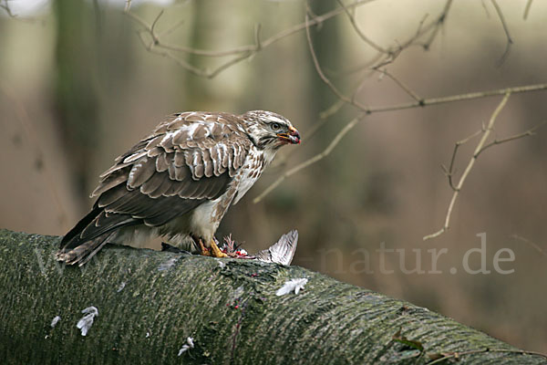 Mäusebussard (Buteo buteo)