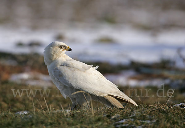 Mäusebussard (Buteo buteo)