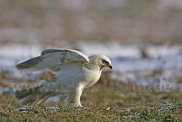 Mäusebussard (Buteo buteo)