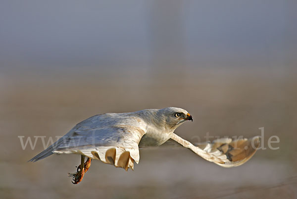 Mäusebussard (Buteo buteo)