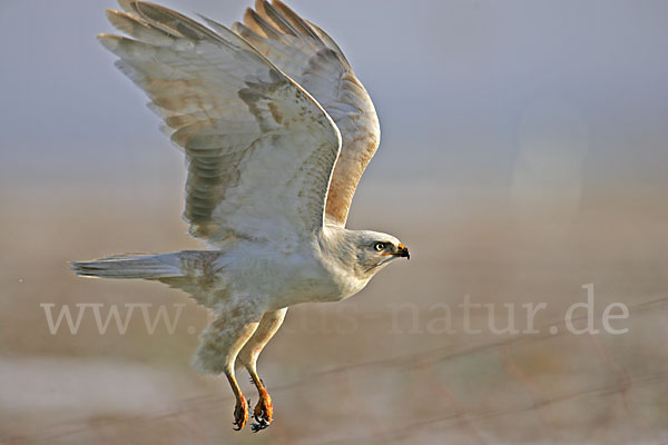 Mäusebussard (Buteo buteo)