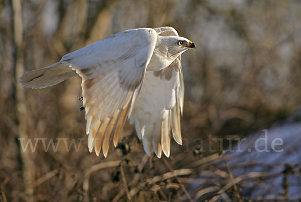 Mäusebussard (Buteo buteo)