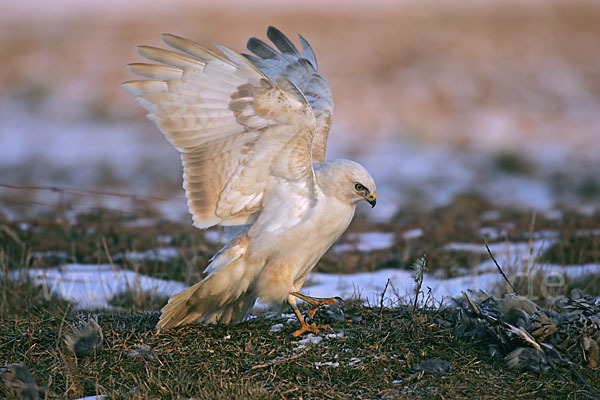 Mäusebussard (Buteo buteo)