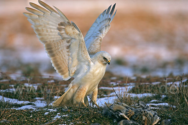 Mäusebussard (Buteo buteo)