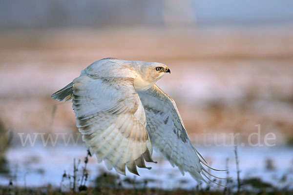 Mäusebussard (Buteo buteo)