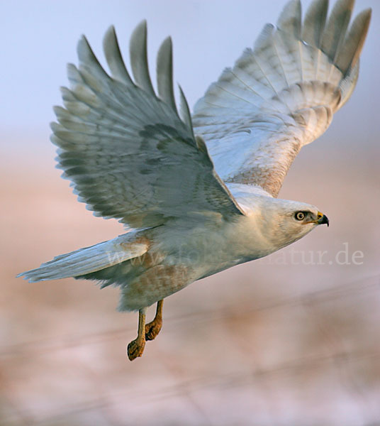 Mäusebussard (Buteo buteo)