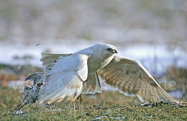 Mäusebussard (Buteo buteo)