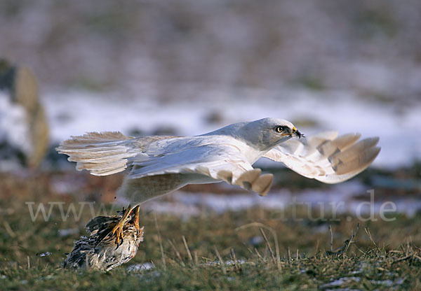 Mäusebussard (Buteo buteo)