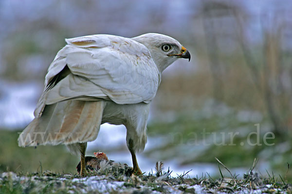 Mäusebussard (Buteo buteo)