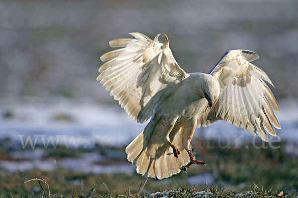 Mäusebussard (Buteo buteo)