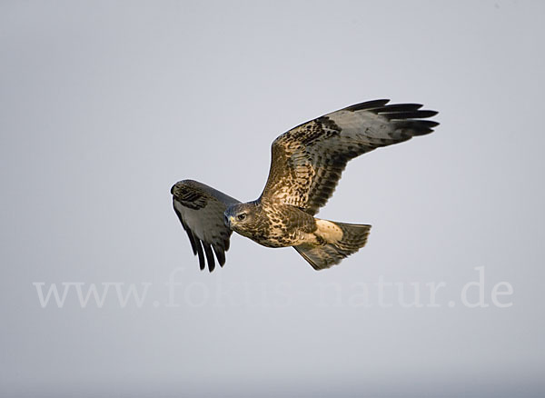 Mäusebussard (Buteo buteo)