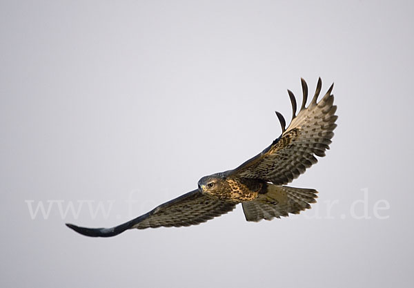 Mäusebussard (Buteo buteo)