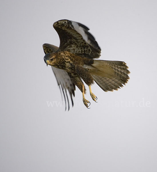 Mäusebussard (Buteo buteo)