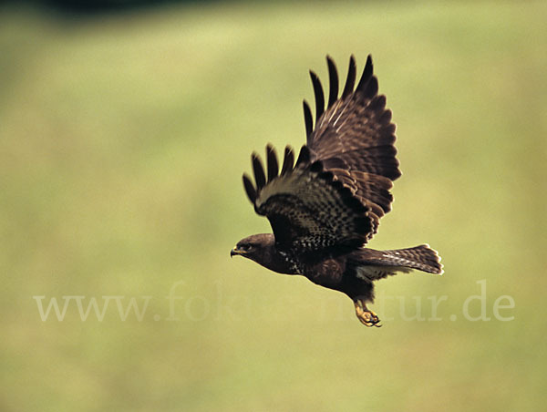 Mäusebussard (Buteo buteo)