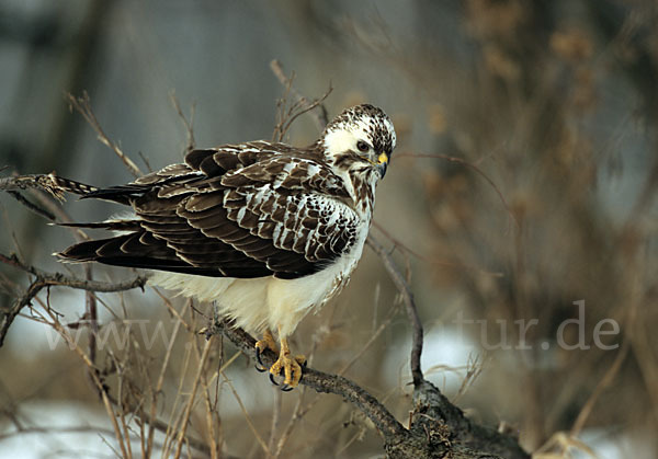 Mäusebussard (Buteo buteo)