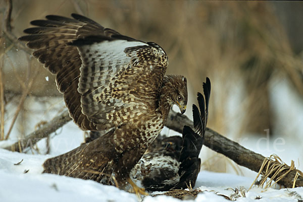 Mäusebussard (Buteo buteo)