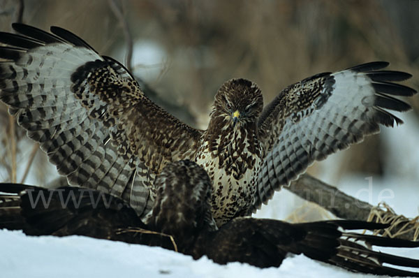 Mäusebussard (Buteo buteo)
