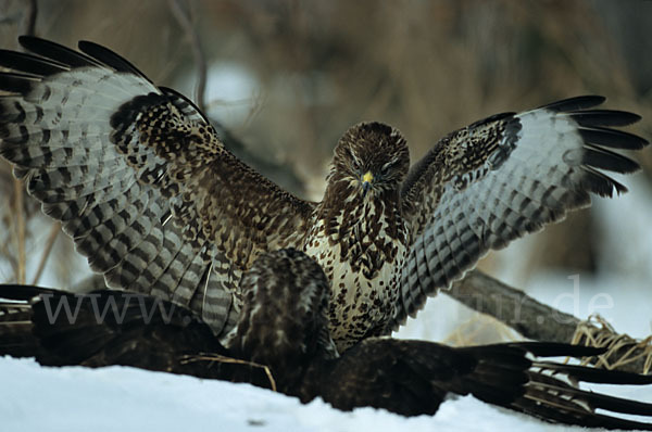 Mäusebussard (Buteo buteo)