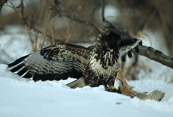 Mäusebussard (Buteo buteo)