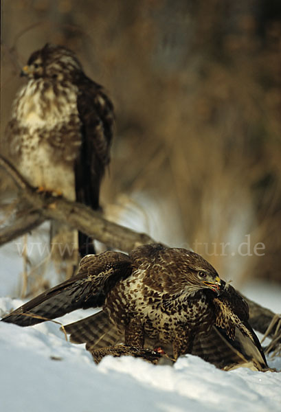 Mäusebussard (Buteo buteo)