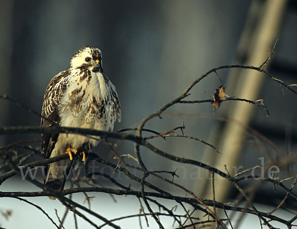 Mäusebussard (Buteo buteo)