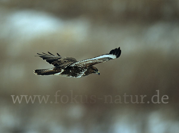 Mäusebussard (Buteo buteo)