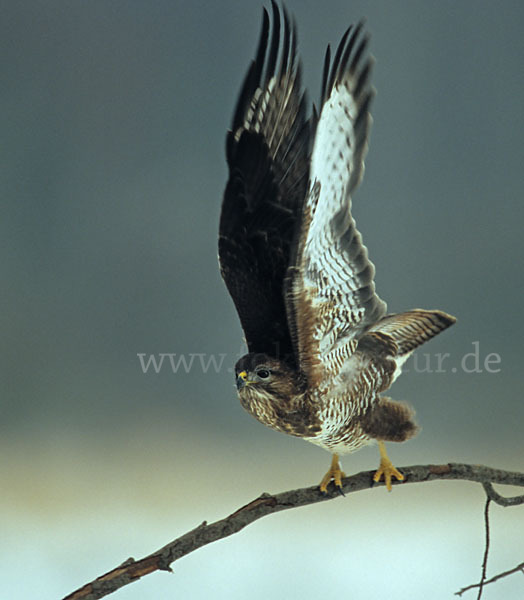 Mäusebussard (Buteo buteo)